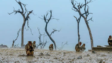16:20: Die sozialen Netzwerke der Tiere (4/5) | Arte | 4/28 2026