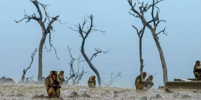 18:35: Die sozialen Netzwerke der Tiere (4/5) | Arte | 3/25 2026