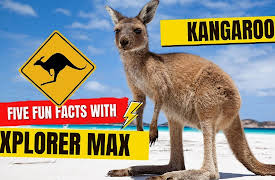 ArkKids: Explorer Max: 5 FUN FACTS about Kangaroos