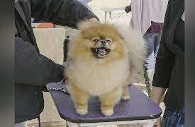 The Mighty Underdogs: Emma vs. Jody