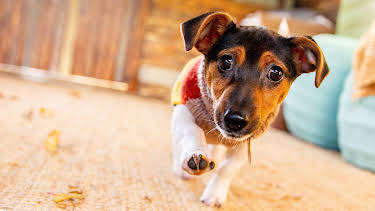 6:50 PM: The Dog House | More 4 | 10/5 2026
