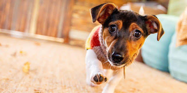 7:55 PM: The Dog House | More 4 | 1/22 2026