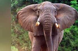 Nomads Of The Serengeti: Ngorongoro