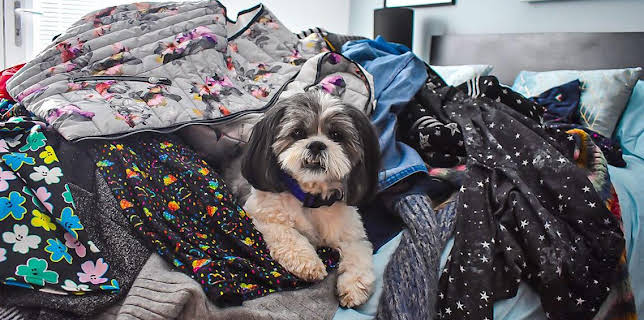 5:05 PM: Dog Squad (S1) | Cbeebies | 11/13 2025