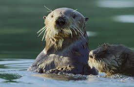 Havsvargarnas ö: Fall