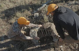 Kjøtteteren: Wyoming Mule Deer Del 2