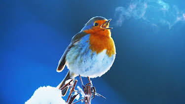 7:00 PM: Attenborough's Wonder of Song (S1 E1) (S1) | Yesterday | 12/21 2025