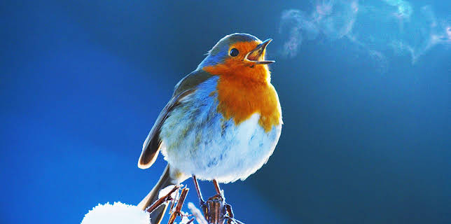 6:00 PM: Attenborough's Wonder of Song (S1 E1) (S1) | Yesterday | 12/21 2025