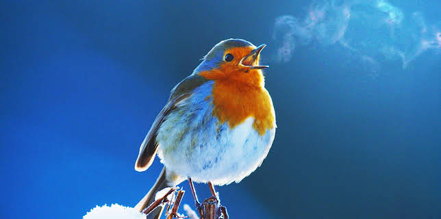 Attenborough's Wonder of Song