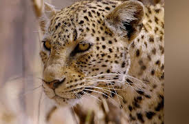 Guardians Of The Wild: Predators Uncovered