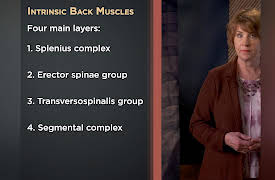 How We Move: The Gross Anatomy of Motion: Back Muscles: Layering and Movements