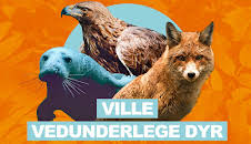Ville vedunderlege dyr: Kven gøymer døde insekt i krattet?