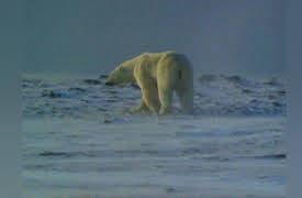 Ultimate Animal Countdown Season 1: Survivors