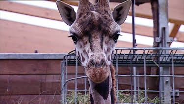 14:25: Elefant, Tiger & Co. | MDR Fernsehen | 4/23 2026