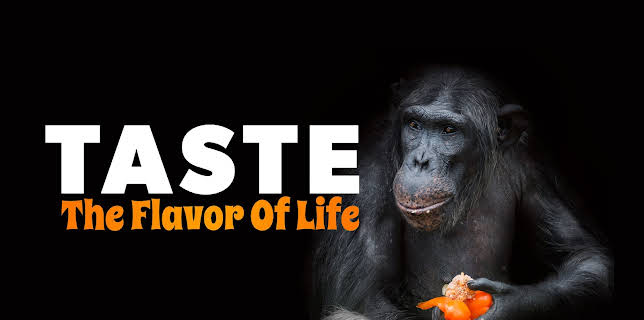 Taste: The Flavor of Life