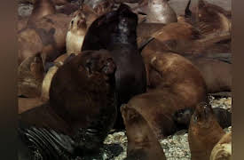 Untamed Americas Season 1: Coasts