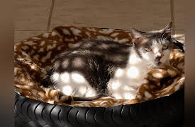 Petchannel Brasil: Sabine And Her Lovely Pets - Part 1