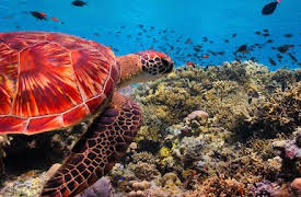 Our Planet: Coastal Seas