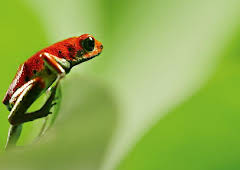 Attenborough's Life in Colour