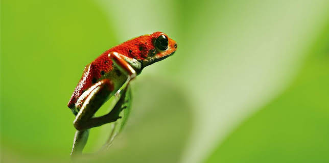 3:35 PM: Attenborough's Life in Colour (S1) | BBC One Oxfordshire | 3/29 2026