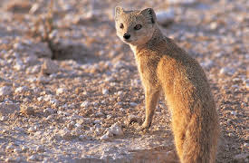 Gangland Killers: Episode 3