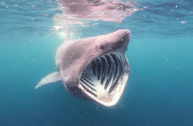 Absurd Planet: Raging Waters