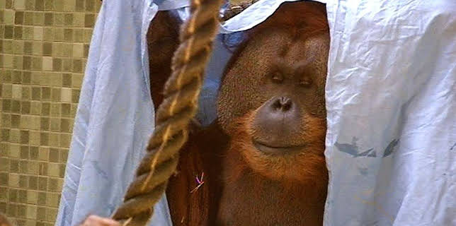 17:05: Panda, Gorilla & Co. (57) | RBB Fernsehen | 1/26 2026