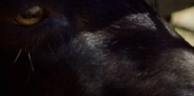 20:08: Seprona en acción: Episodio 11 | Discovery Max | 2/21 2026