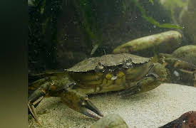 Season 1: The Shore Crab