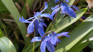 15:30: Schnittgut. Alles aus dem Garten | BR Fernsehen | 4/23 2026