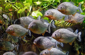 The World's Greatest Geological Wonders: 36 Spectacular Sites: The Amazon Basin--Lungs of the Planet