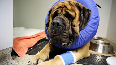 6:00 PM: The Supervet: Noel Fitzpatrick (S6 E8) (S6) | W | 12/21 2025