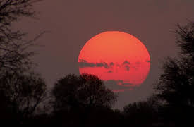 Meerkat Manor The Next Generation: The Mark Of Zorro