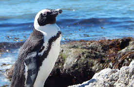 Meet The Penguins: Episode 5