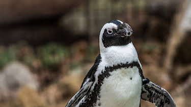 01:30: Meet The Penguins (S1 E1) (S1) | Animal Planet | 8/9 2026