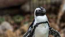Meet The Penguins (S1 E1)