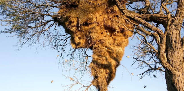 10:40: Baumeister des Tierreichs | Arte | 7/3 2025