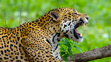 2:30 PM: Deadly 60 (S6) | CBBC | 4/1 2026