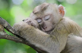 Brainchild: Los sueños