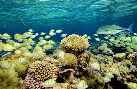 discovery+ Immersions, Season 1: Secret Islands of the Pacific