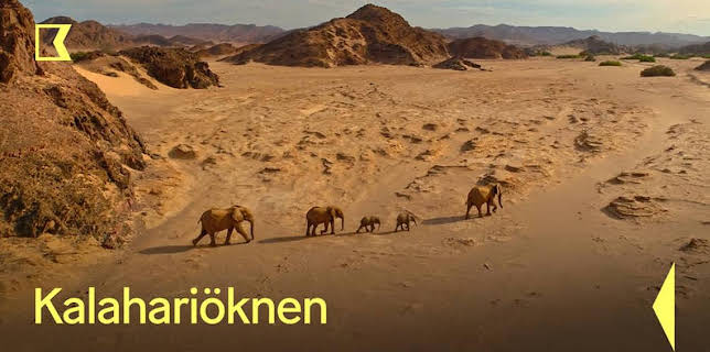 19:20: Kalahariöknen | Kunskapskanalen | 1/22 2026