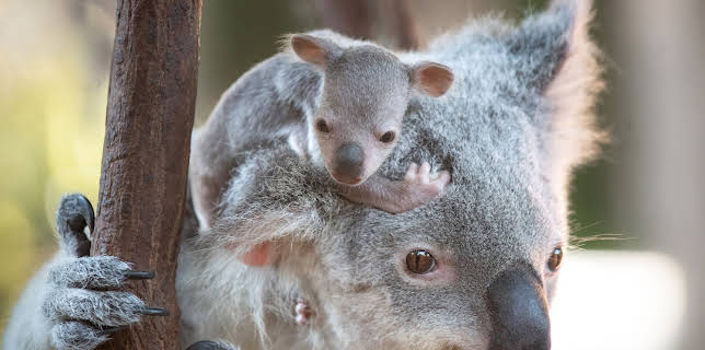 17:00: Crikey! It's the Irwins (S4 E1) (S4) | Animal Planet | 12/1 2025