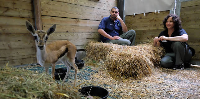 00:00: The Bronx Zoo (S1 E3) (S1) | Animal Planet | 2/9 2026