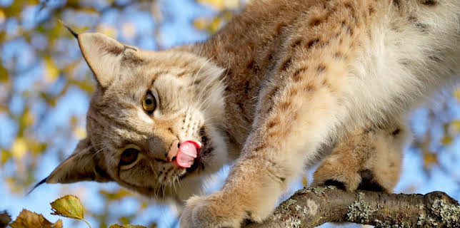 15:55: Mine ville venner: Inn til gaupene | NRK Super | 10/28 2025