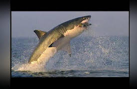 Shark Week: 20th Anniversary Collection: Shark Hunter: Chasing the Great White