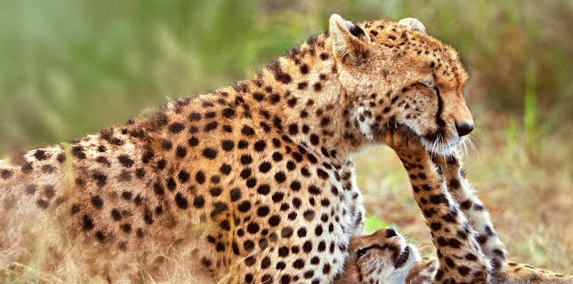 18:45: Ville familier: Gressletter | NRK 2 | 1/10 2026