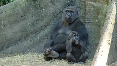 00:00: The Bronx Zoo (S1 E1) (S1) | Animal Planet | 5/22 2026