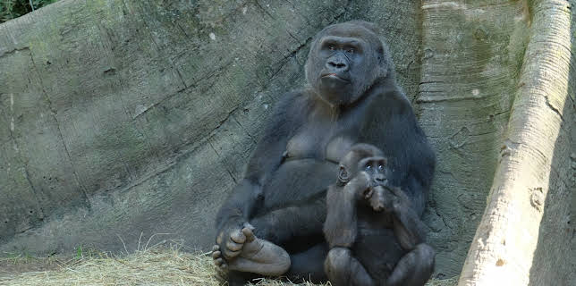 06:50: The Bronx Zoo (S1 E1) (S1) | Animal Planet | 11/28 2025