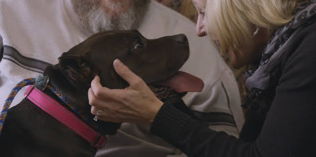 15:00: Pit Bulls & Parolees (S9 E14) (S9) | Animal Planet | 11/10 2025