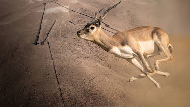 22:25: Rätselhafte Wüstendrachen | ZDFinfo | 4/26 2026